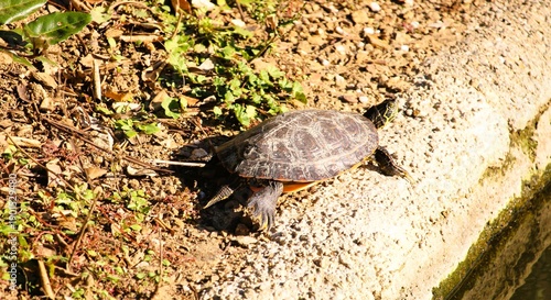turtle in the grass