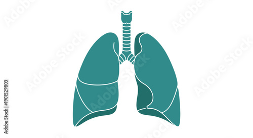 Anatomical illustration of human lungs and trachea from a front view, showcasing the respiratory system's structure and details.