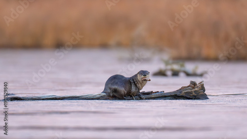North American River Otter sitting on a log eating a fish