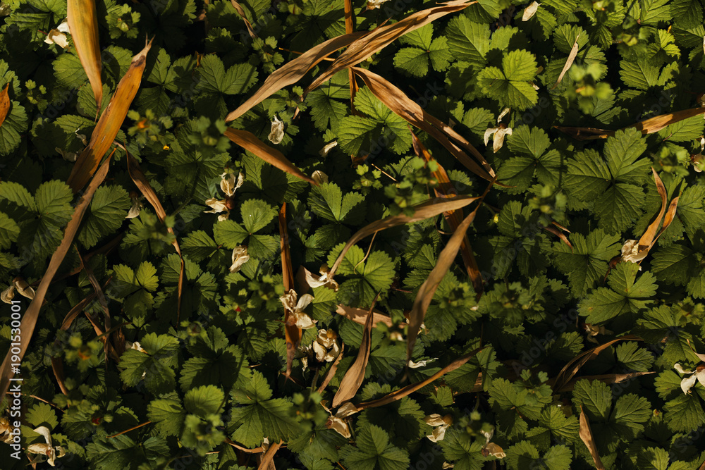 Fototapeta premium Leaves foliage groundcover flowers plants greenery wildflower strawberry on forest floor with small white blooms and dried grass, closeup of natural texture in soft sunlight