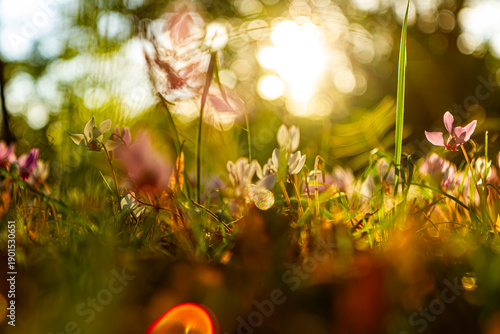Fotografie De petite cyclamens s'épanouissent dans la douce lumière d'un sous bois