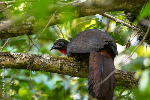 A natural wildlife photograph of a crested Guan (Penelope purpurascens) resting on a moss-covered tree branch