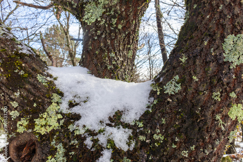 Tronco de arvore com neve