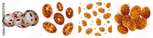 Bed Bug Eggs Flat Vector Illustration on Transparent Background