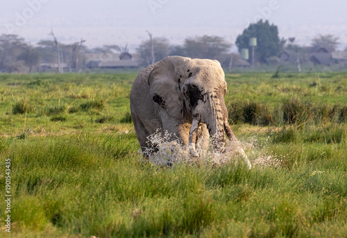 Принти на полотні African elephant bull tusker splashing through the marsh in Amboseli National Pa