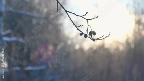Real video. Frozen iced branches of tree against sun during sunny winter day. Macro close up view of branch covered by snow in a snowy forest. Plants in the wood at frosty weather. Nature landscape 4K