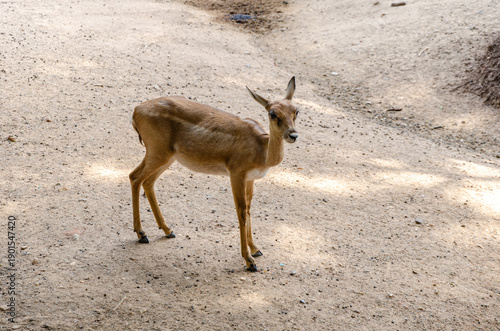 The blackbuck or the Indian antelope