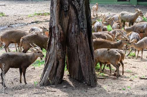 Brown deers with antlers