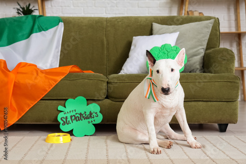 Cute Bull Terrier dog with ...