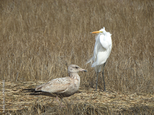 A juvenile, ring-billed gull, and a great white egret, relaxing within the wetlands of the Edwin B. Forsythe National Wildlife Refuge, Galloway, New Jersey. Early spring season.    
