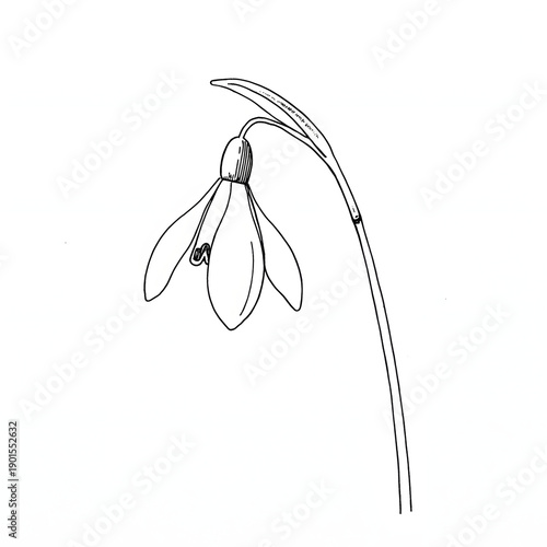 Delicate Snowdrop Flower Botanical Drawing with Curved Stem and Bloom