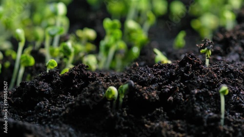 Germination process of a plant sprout growing from soil timelapse showing agriculture cultivation and scientific study of natural plant development and life cycle