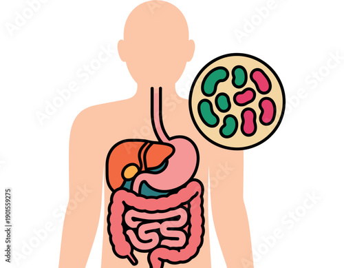 An illustration of the human digestive system with a magnified view of gut bacteria