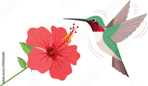 Hummingbird Feeding on Hibiscus Flower Nectar.