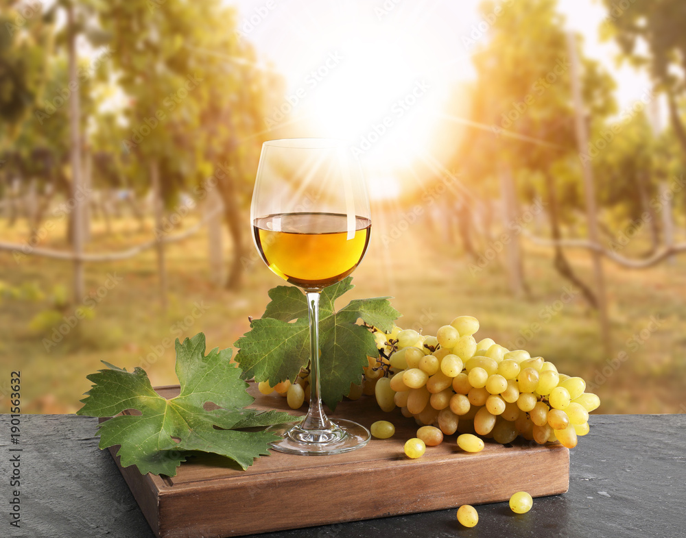 Obraz premium Wine in glass and fresh grapes on table in sunny vineyard