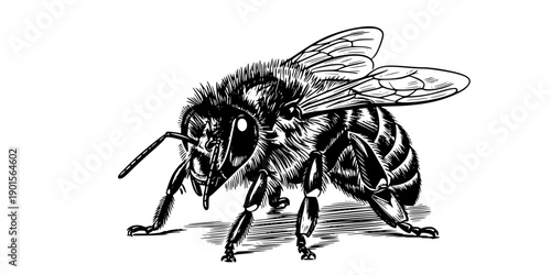 Detailed black and white illustration of a bee standing on a surface isolated on white background

