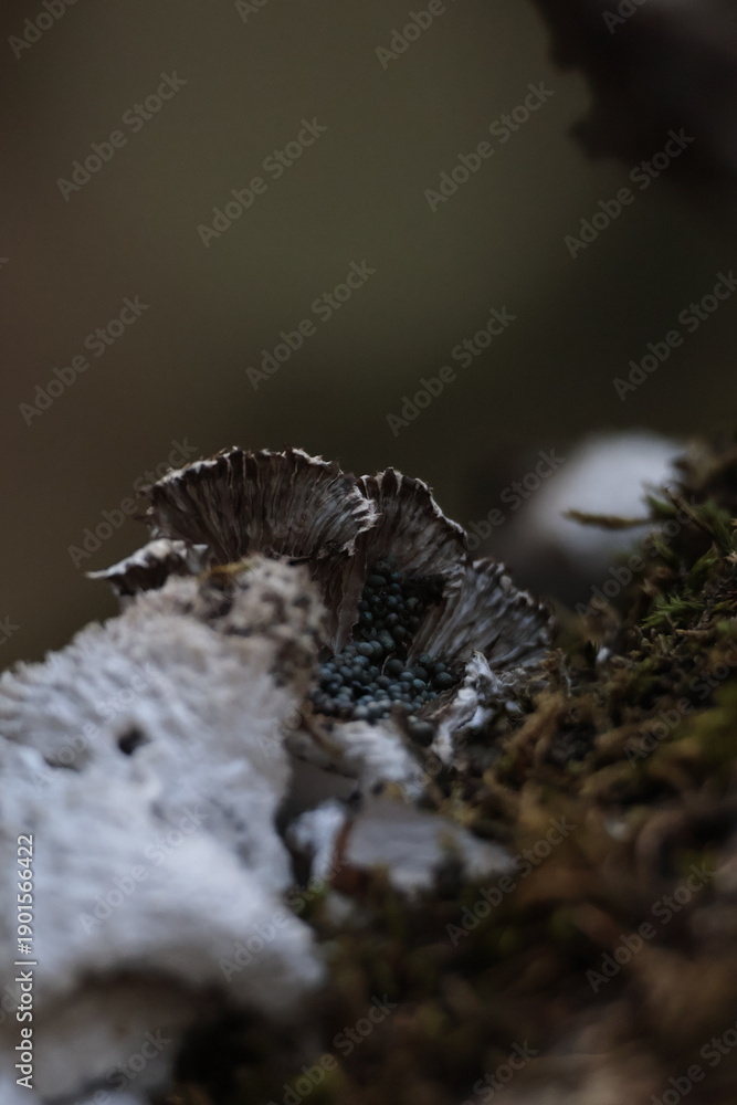 Fototapeta premium Bug eggs on mushroom