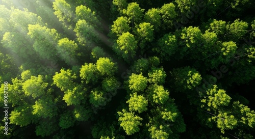 Dense green forest canopy viewed from above, symbolizing strong business growth, environment, and strategic planning for success, pattern, conservation, finance