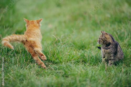 Photography Two cats interacting and playing in green grass