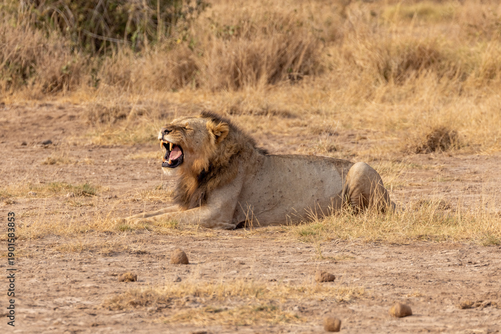 Fototapeta premium Male African lion snarling while laying down in Amboseli National Park in Kenya Africa KEN