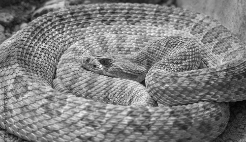 coiled rattlesnake western diamondback rattle reptile snake (sinister venomous poisonous animal) dangerous danger venom poison attack bike fangs beautiful nature hiking hike beware head close up wild