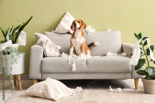 Foto Naughty Beagle dog with torn pillows and toilet paper roll sitting on sofa in me