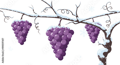 Picturesque cartoon illustration of a snow-laden grapevine, showcasing vibrant purple grapes nestled amongst frosted