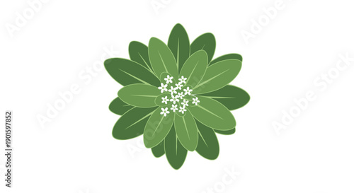 Top-Down Perspective of a Healthy Green Succulent Plant with a Cluster of Tiny White Flowers at its Center,