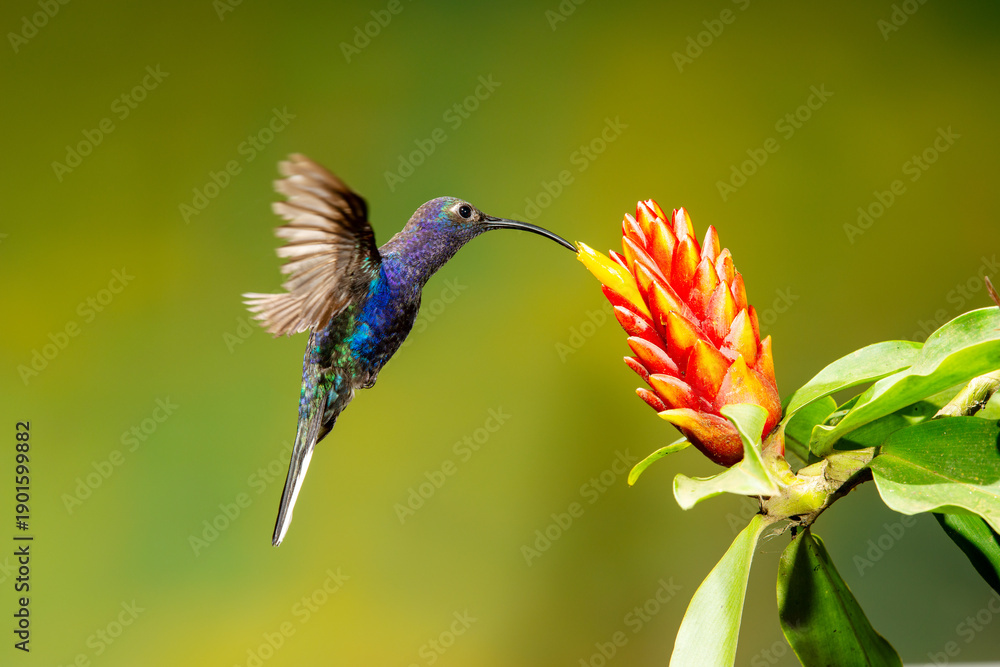 Fototapeta premium Close-up of a colorful and iridescent hummingbird in the rainforest, flying to collect nectar from a beautiful flower, against a blurred background.
