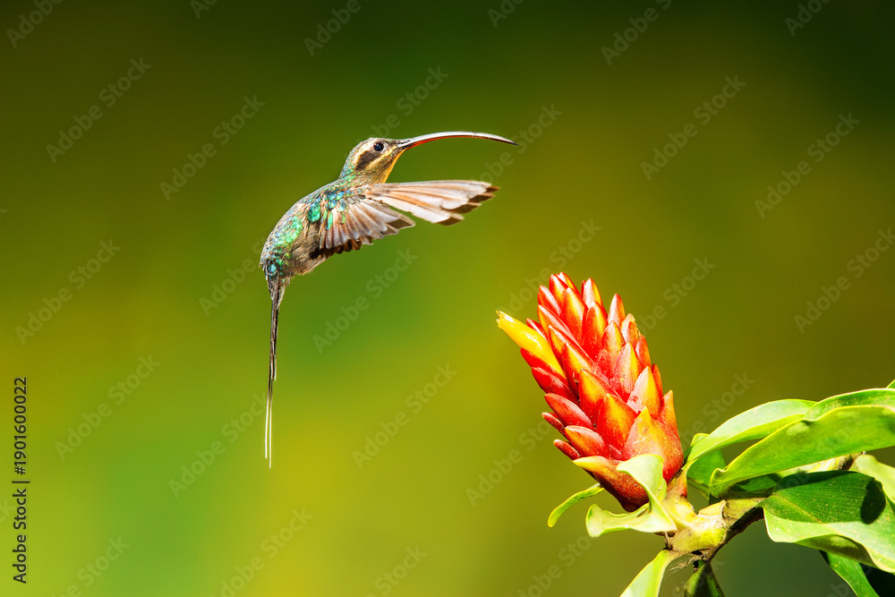 Fototapeta premium Close-up of a colorful and iridescent hummingbird in the rainforest, flying to collect nectar from a beautiful flower, against a blurred background.