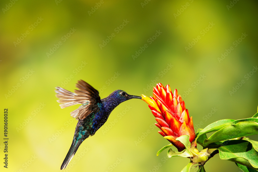 Fototapeta premium Close-up of a colorful and iridescent hummingbird in the rainforest, flying to collect nectar from a beautiful flower, against a blurred background.