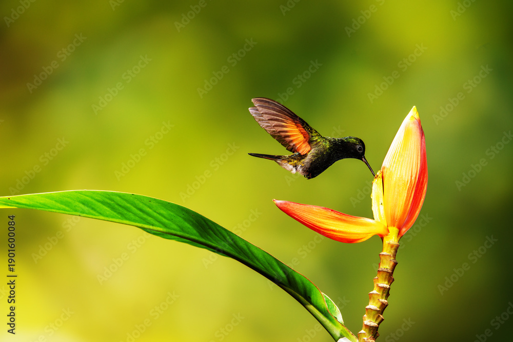 Fototapeta premium Close-up of a colorful and iridescent hummingbird in the rainforest, flying to collect nectar from a beautiful flower, against a blurred background.