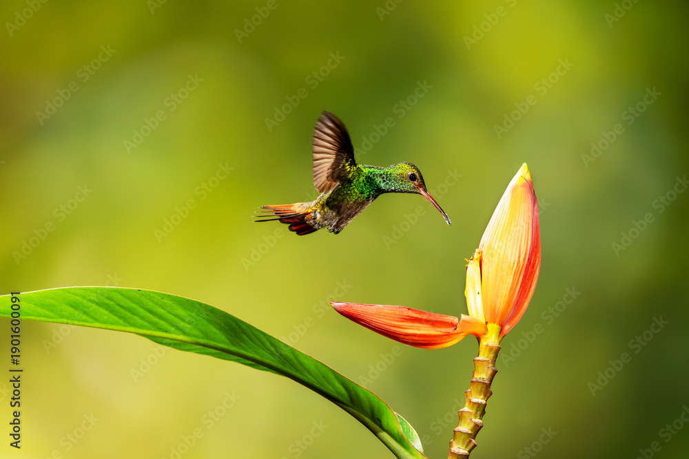 Fototapeta premium Close-up of a colorful and iridescent hummingbird in the rainforest, flying to collect nectar from a beautiful flower, against a blurred background.