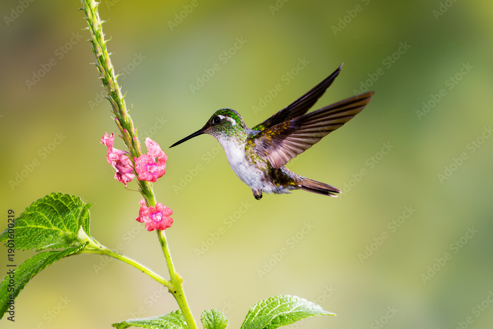 Fototapeta premium Close-up of a colorful and iridescent hummingbird in the rainforest, flying to collect nectar from a beautiful flower, against a blurred background.