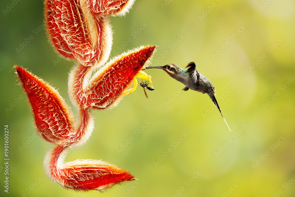 Fototapeta premium Close-up of a colorful and iridescent hummingbird in the rainforest, flying to collect nectar from a beautiful flower, against a blurred background.
