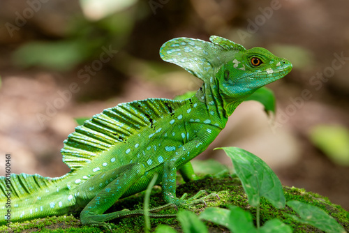 Extreme close-up of Green Iguana, Plumed Green Basilisk (Basiliscus plumifrons), perched on a branch in rainy tropical climate.