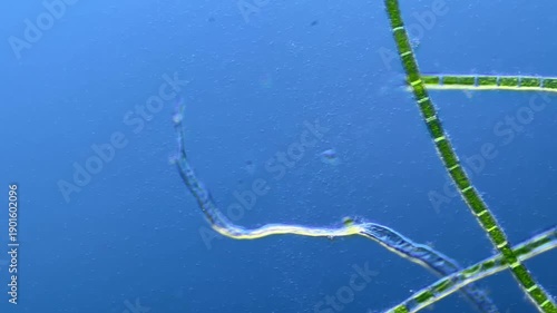 Paramecium and other microorganisms under the microscope at 100x Magnification