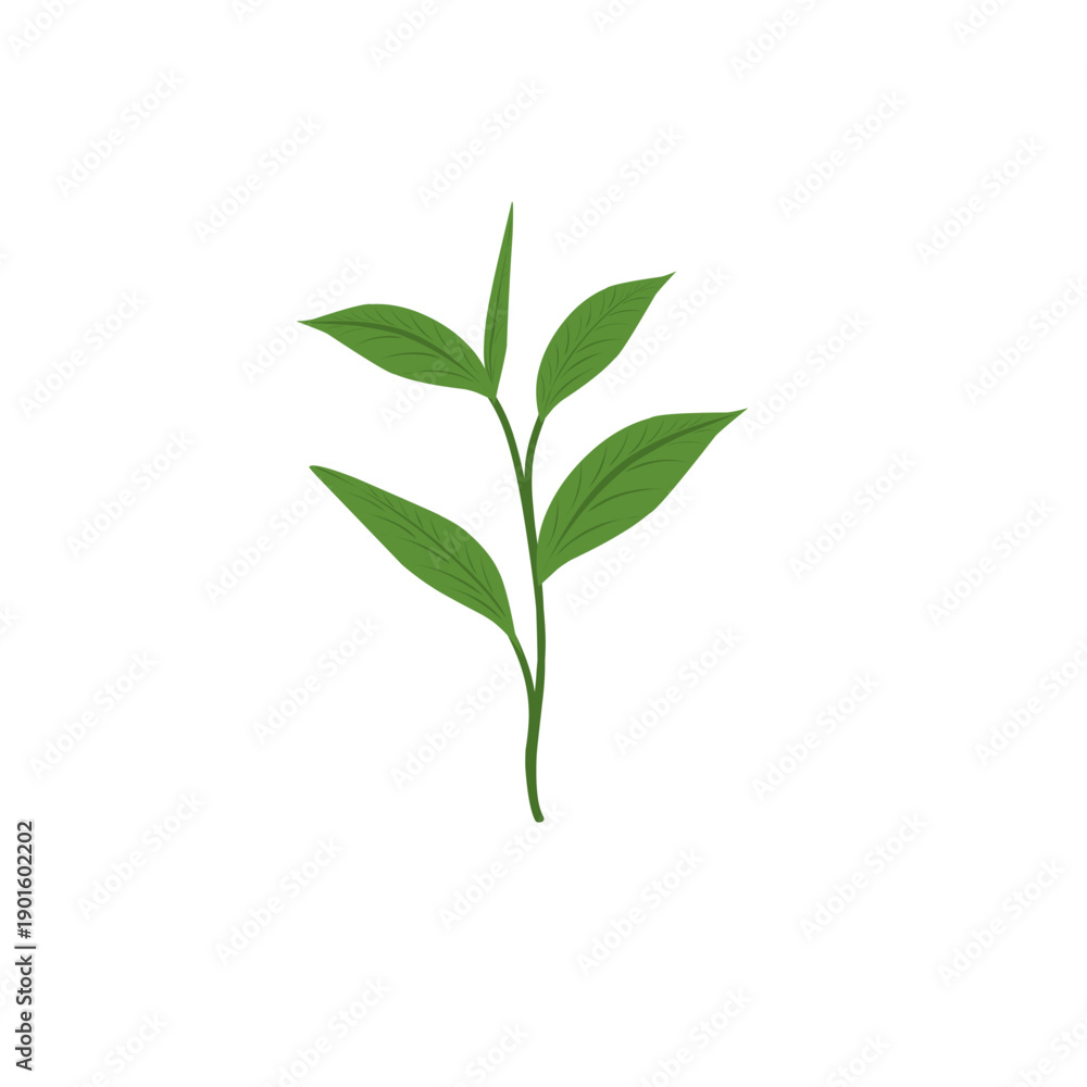Fototapeta premium Green tea leaf illustration. Tea leaf plant. Tea plantation. Tea leaf flat design. Green tea leaf plant vector
