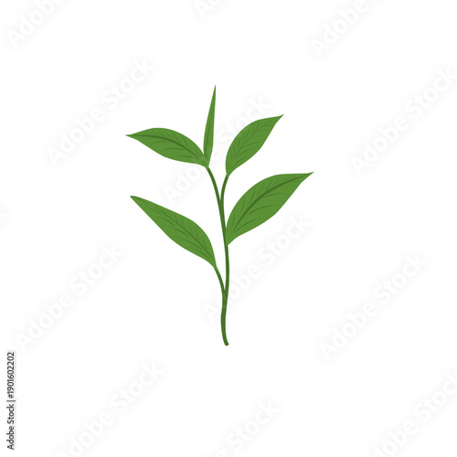Green tea leaf illustration. Tea leaf plant. Tea plantation. Tea leaf flat design. Green tea leaf plant vector