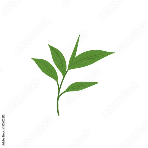 Green tea leaf illustration. Tea leaf plant. Tea plantation. Tea leaf flat design. Green tea leaf plant vector