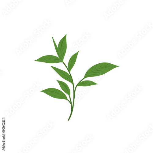 Green tea leaf illustration. Tea leaf plant. Tea plantation. Tea leaf flat design. Green tea leaf plant vector