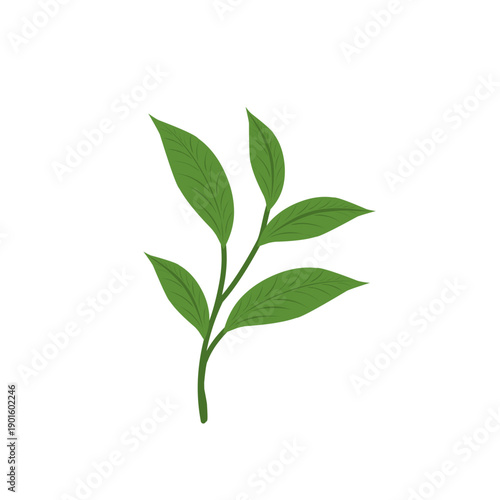 Green tea leaf illustration. Tea leaf plant. Tea plantation. Tea leaf flat design. Green tea leaf plant vector