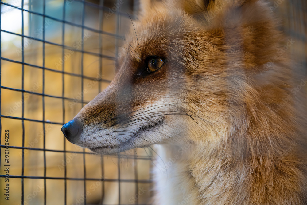 Fototapeta premium Red fox behind protective fencing, Contemplative fox gazing through wire mesh, Calm fox with amber eyes behind enclosures