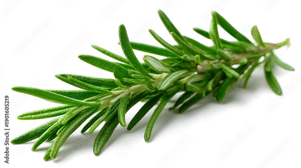 Fototapeta premium Fresh Rosemary Sprig - A Vibrant Culinary Herb on White Background.