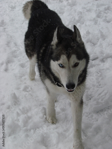 siberian husky puppy