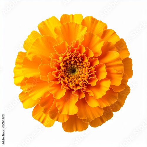 Wallpaper Mural Orange bloom Torontodigital.ca