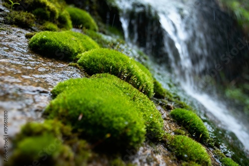 Lush green moss growing on wet rocks near a cascading waterfall in a forest setting
