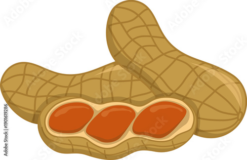 Peanuts in Shell Vector