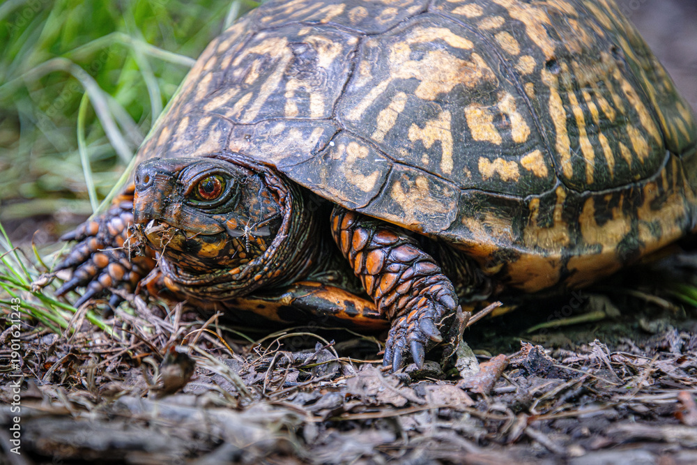 Obraz premium eastern box turtle