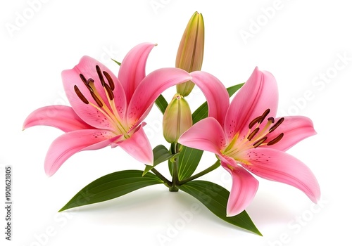 Beautiful pink lily flowers with green leaves on a white background.
